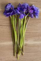 Blue Anemone (Flowers)