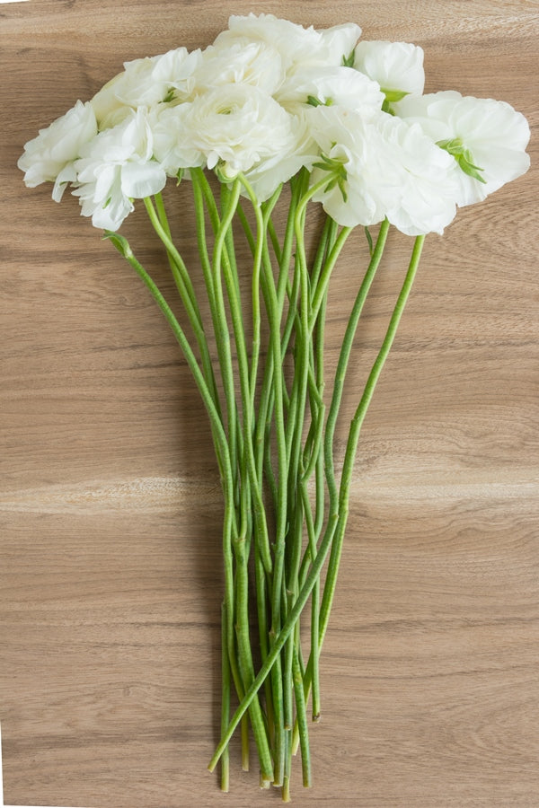 White Ranaculas Roses White Ranunculus - Fresh Blooms for Sale | Flower Explosion