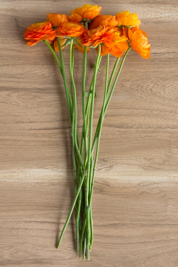 Orange Ranunculus (Flowers)