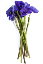 Blue Anemone (Flowers)