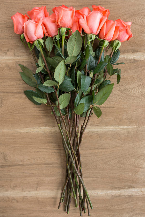 Fresh Salmon Roses Amsterdam Rose | Salmon Roses | Coral Roses – Flower Explosion