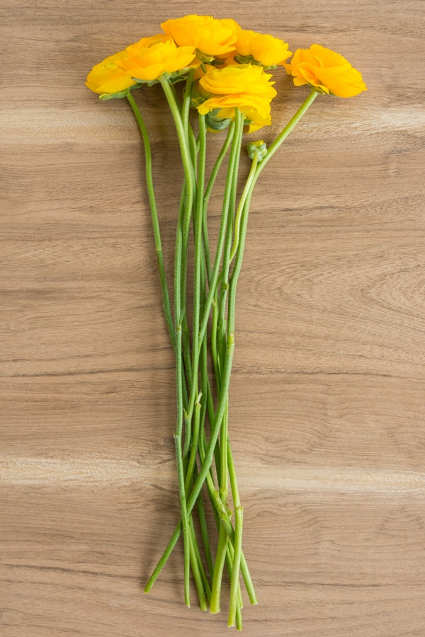 Yellow Ranunculus (Flowers)