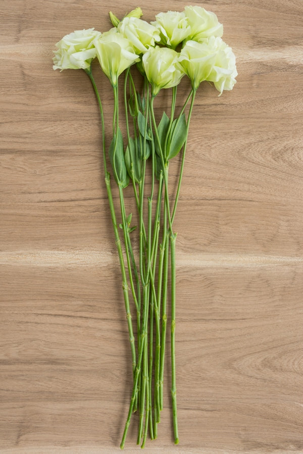 Lisianthus Green