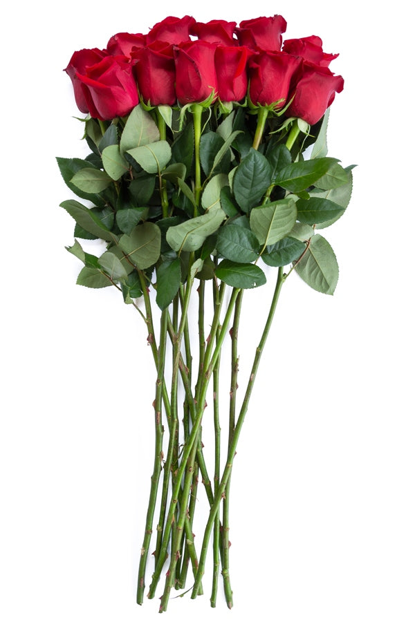 Devotion Red Rose