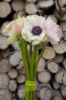 White and Black Anemone (Flowers)