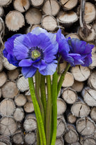 Blue Anemone (Flowers)