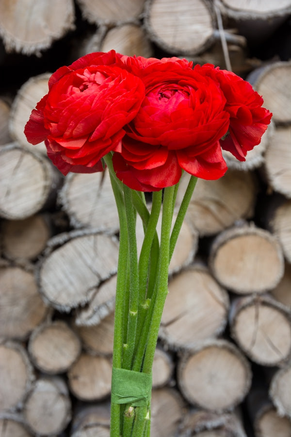 Red Ranunculus Flowers