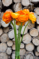 Orange Ranunculus (Flowers)