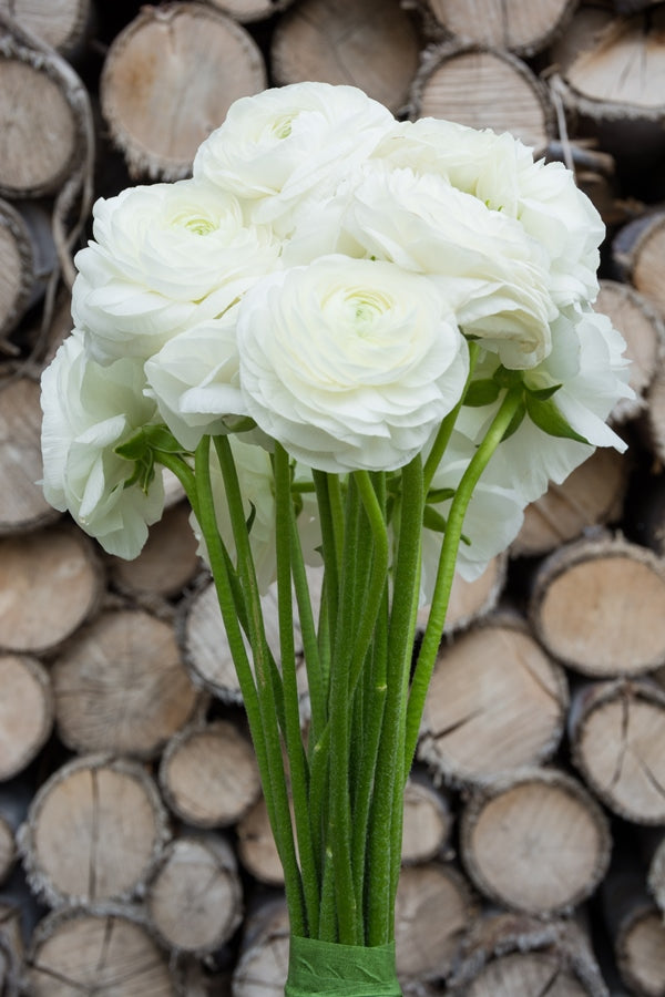 White Ranunculus (Flowers)