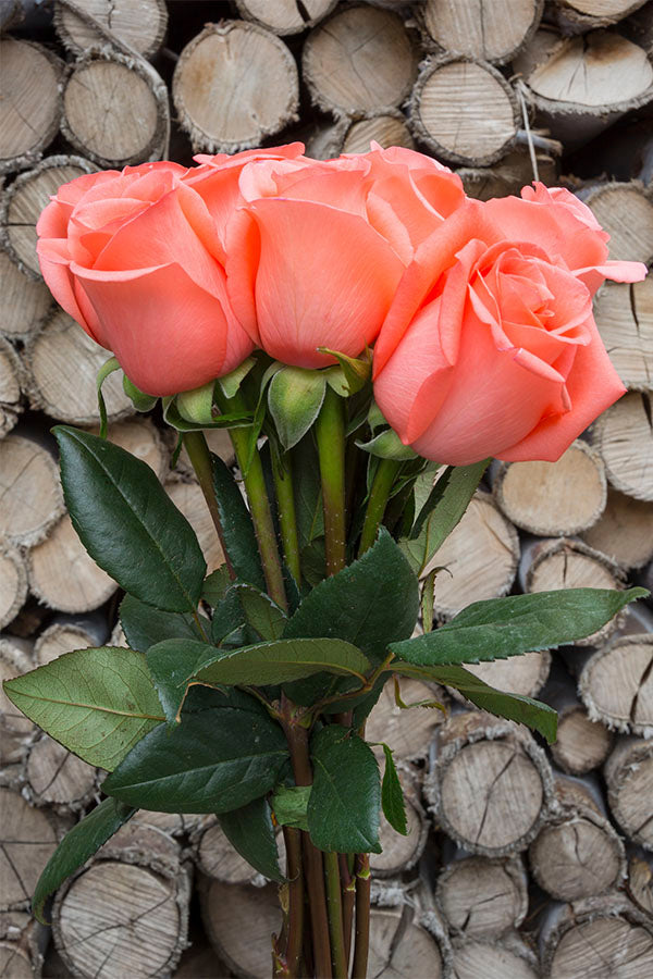 Fresh Salmon Roses Amsterdam Rose | Salmon Roses | Coral Roses – Flower Explosion
