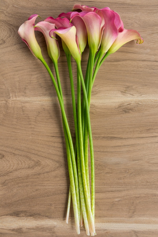 Mini Calla Rumba Pink Mini Calla Lilies – Flower Explosion