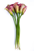 Pink Mini Calla