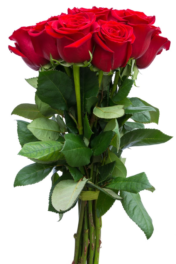 Devotion Red Rose