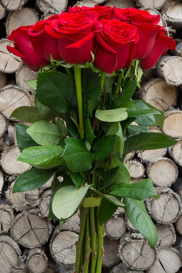 Devotion Red Rose