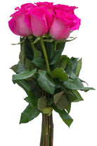 Hot Lady Pink Rose
