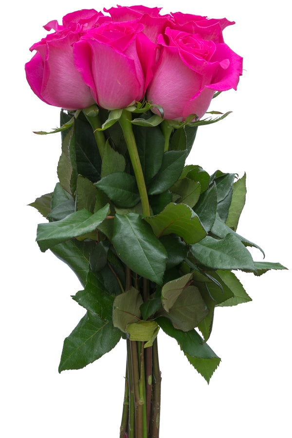 Hot Lady Pink Rose