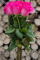 Hot Lady Pink Rose