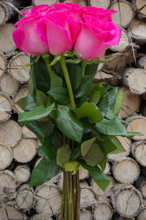 Hot Lady Pink Rose