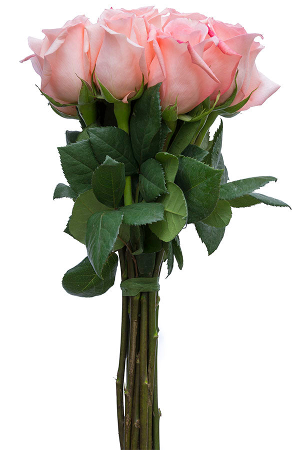 Imagination Rose | Salmon Pink Roses – Flower Explosion