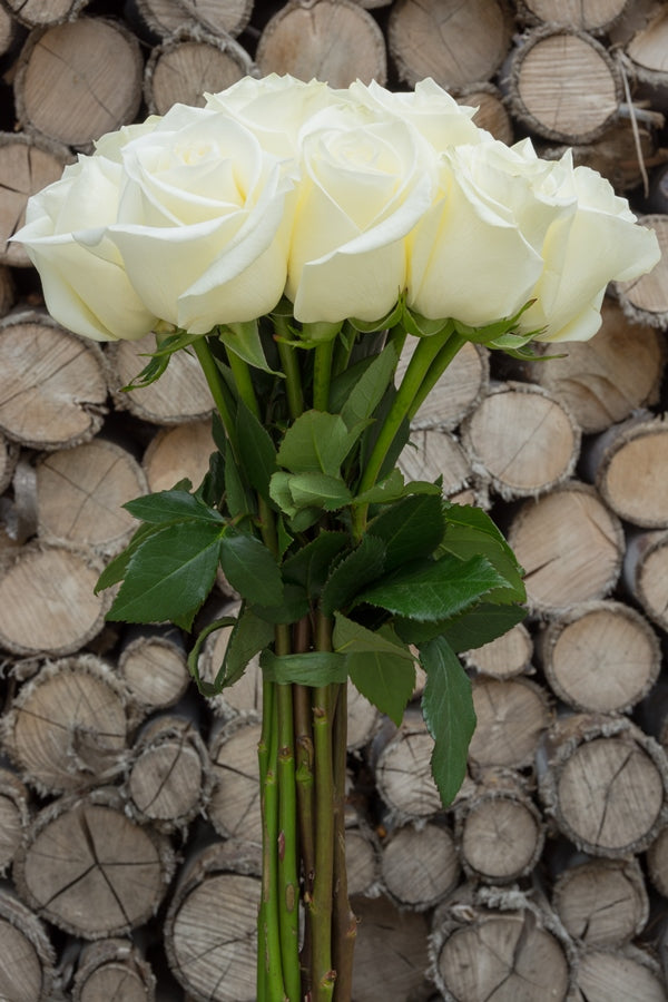 Blizzard White Rose