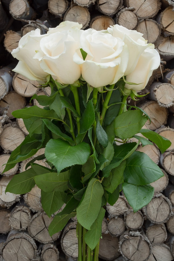 Eskimo White Rose | Wedding Roses | Bulk White Roses – Flower Explosion