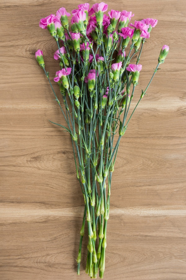 Lavender Mini Carnations