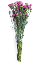 Lavender Mini Carnations