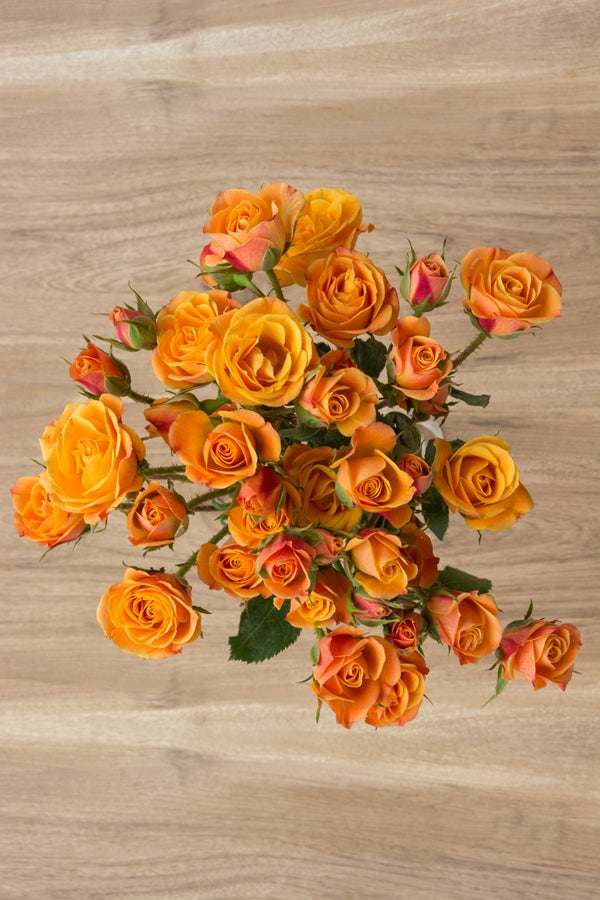 Orange Powder On Roses Orange Spray Roses