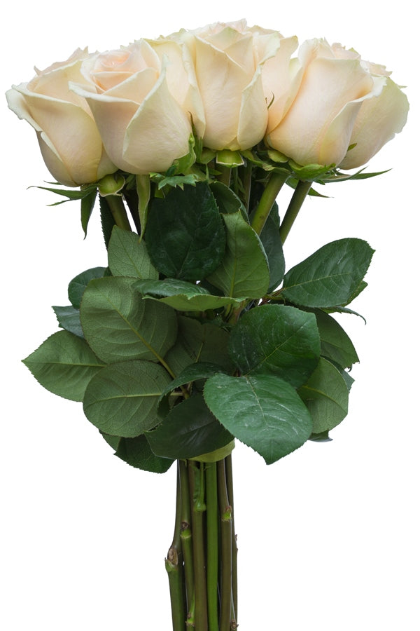 Creamy White Vendela Rose