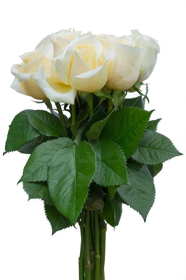 Creme de la Creme Rose