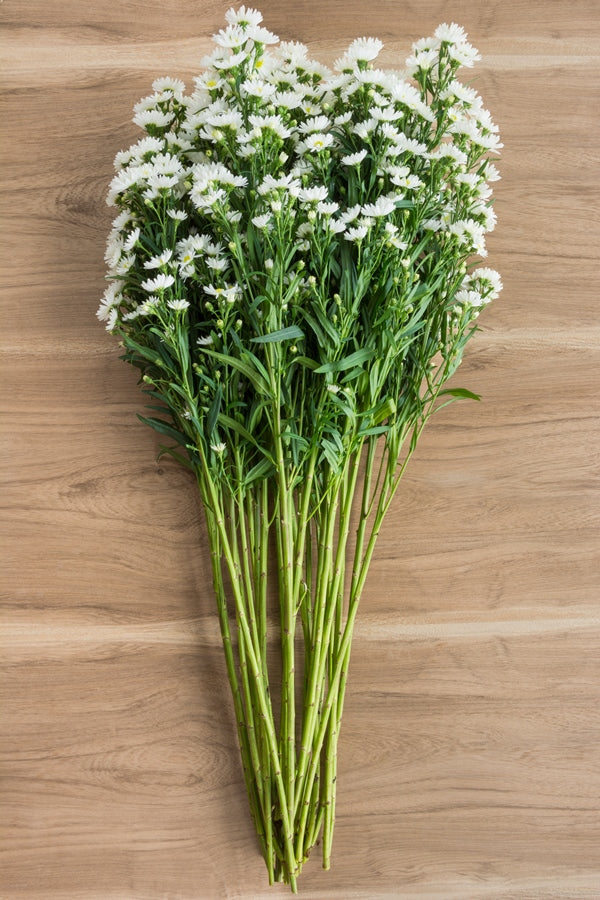 white aster bouquet