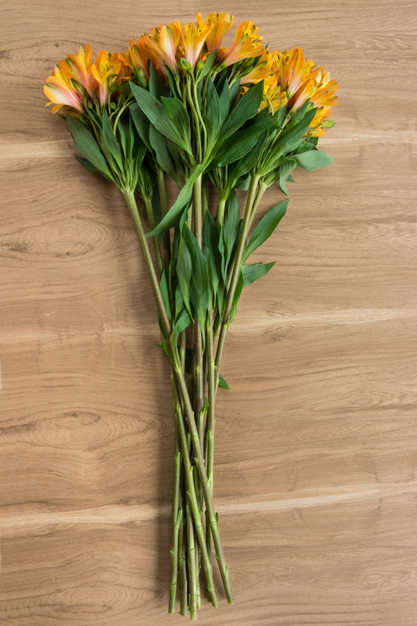 Yellow Alstroemeria