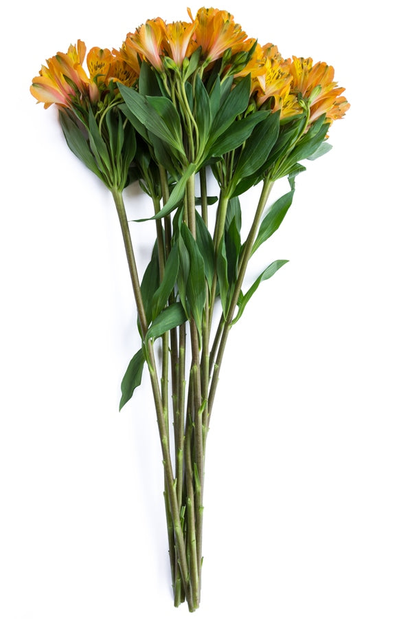 Yellow Alstroemeria
