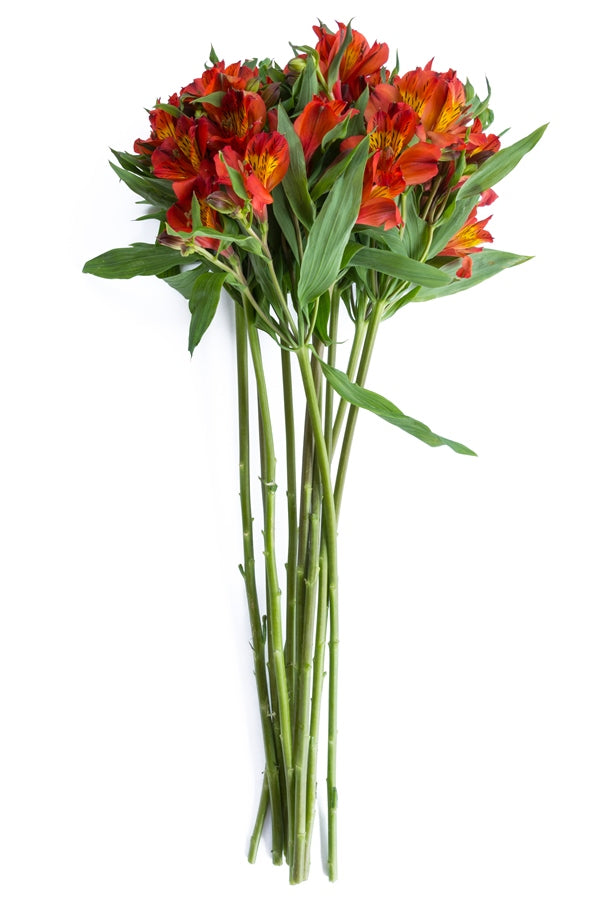 Burnt Orange Alstroemerias