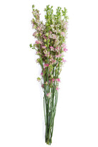 Pink Delphinium