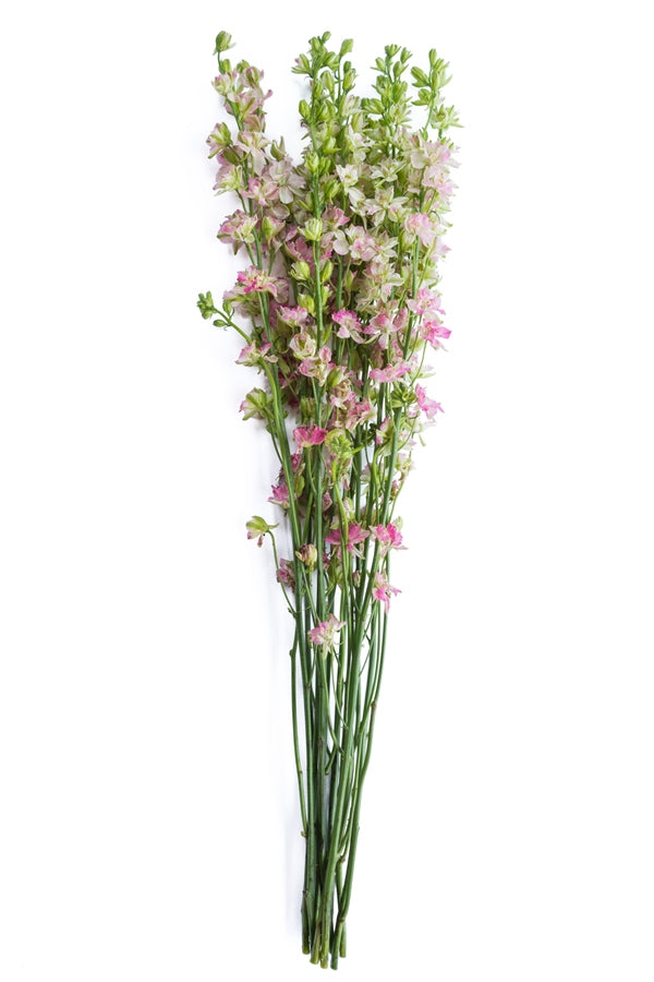 Pink Delphinium