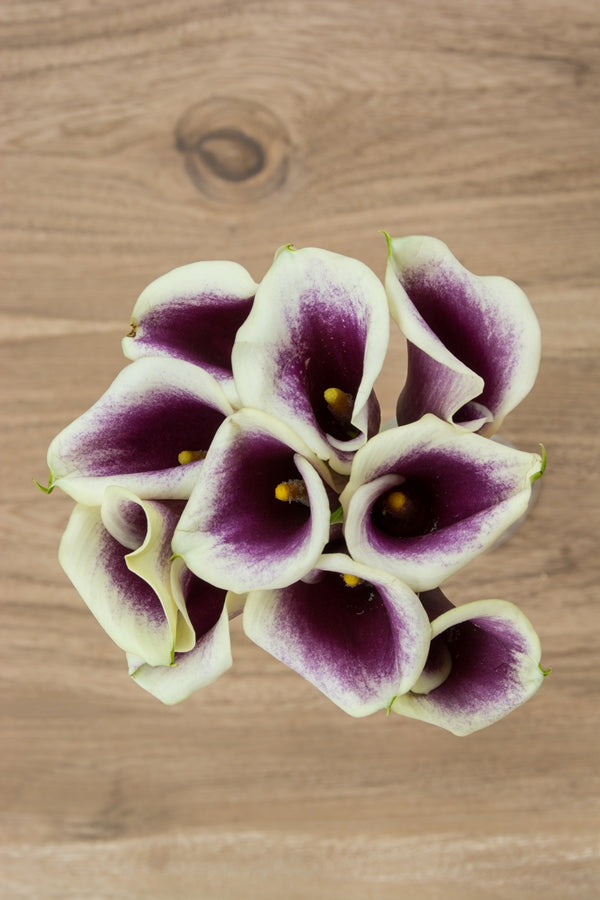 Mini Calla Dark Pink Mini Calla Lily Flower Bouquet for Weddings Wholesale ...