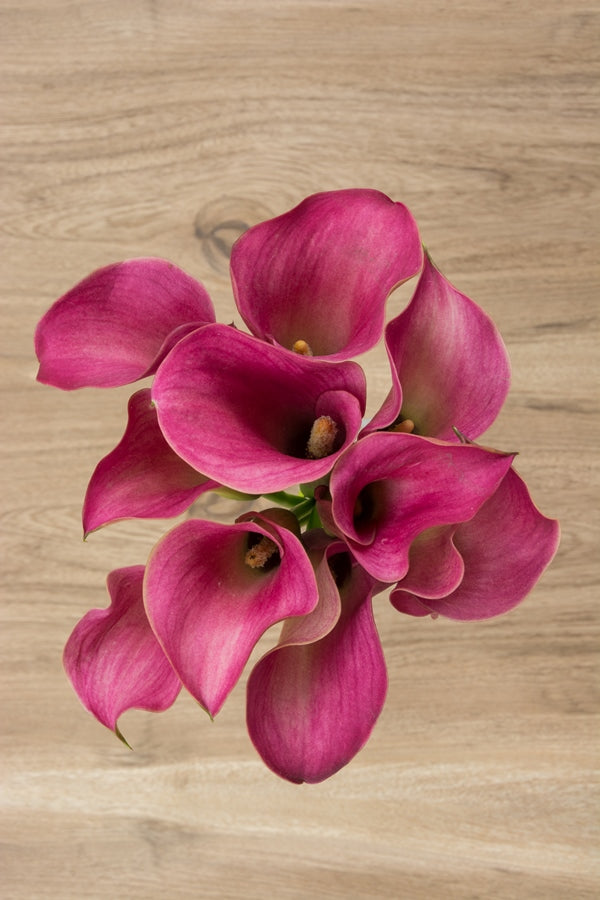 Mini Calla Rumba Pink Mini Calla Lilies – Flower Explosion