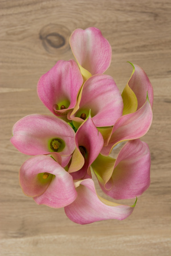 Mini Calla Rumba Light Pink Mini callas – Flower Explosion