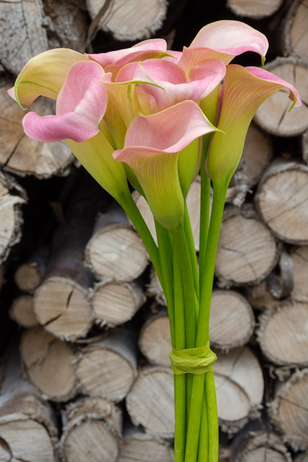 Mini Calla Rumba Light Pink Mini callas – Flower Explosion