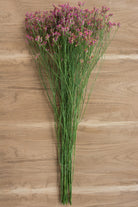 Limonium Hot Pink