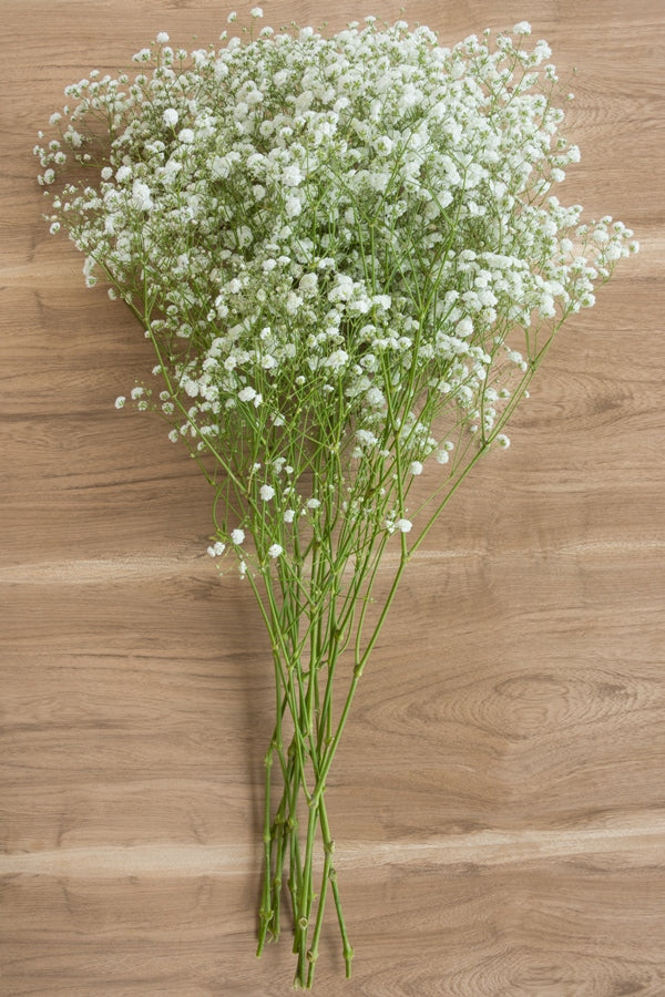 New Love Gypso