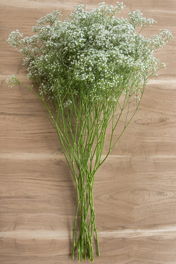 Baby's Breath Gypsophilia for Valentine's Day – Flowers For