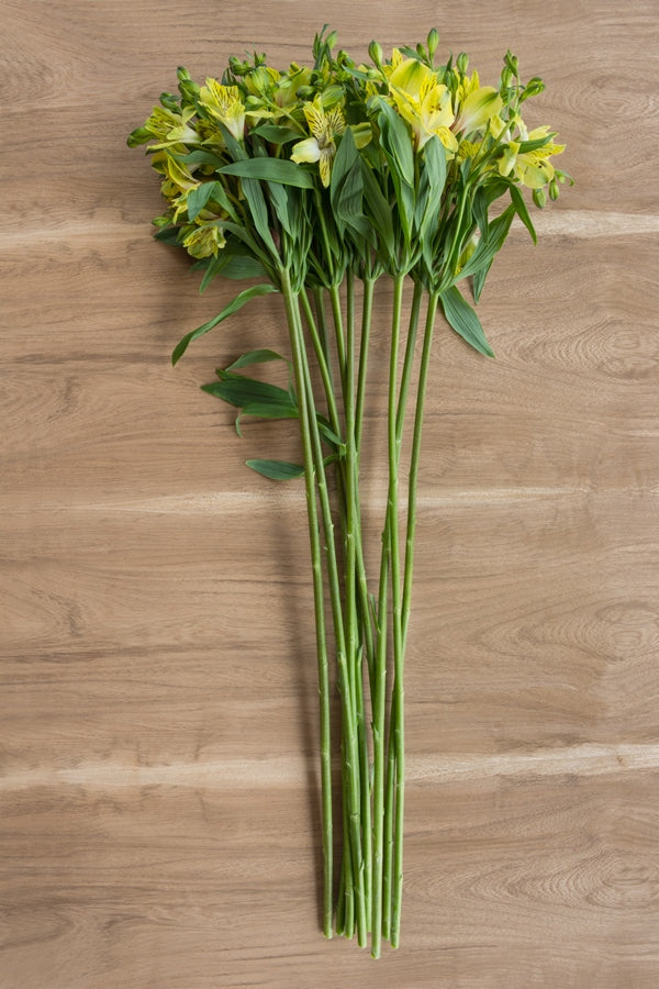 Lime Yellow Alstroemeria