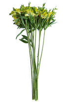 Lime Yellow Alstroemeria