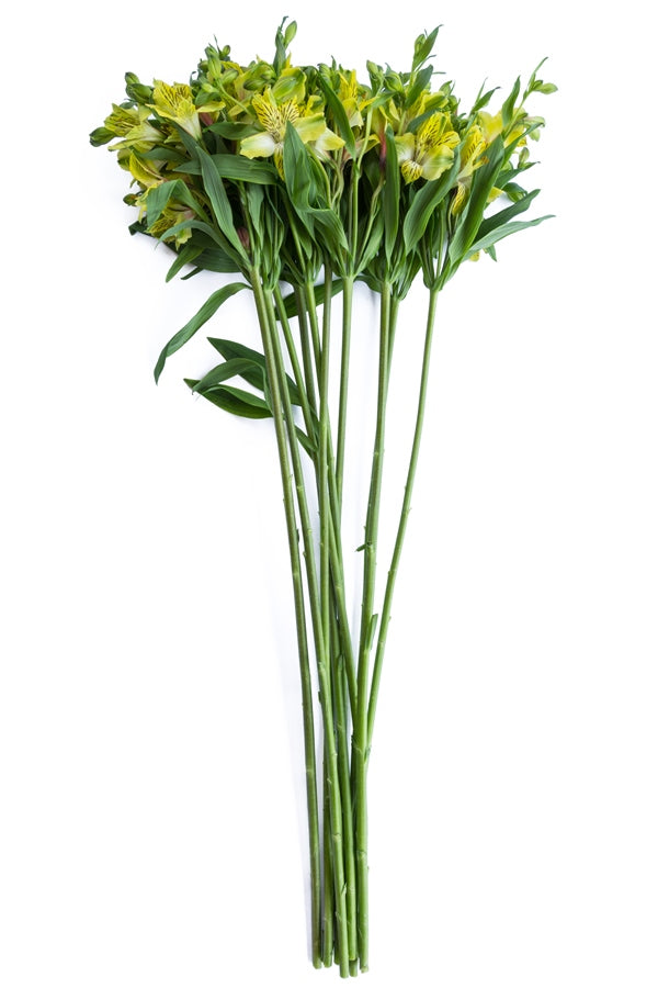 Lime Yellow Alstroemeria