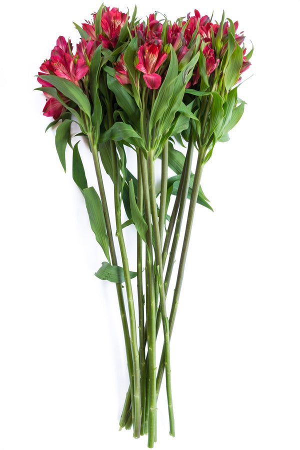Red Alstroemerias