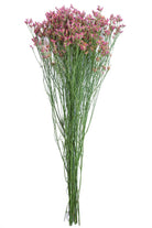Limonium Hot Pink