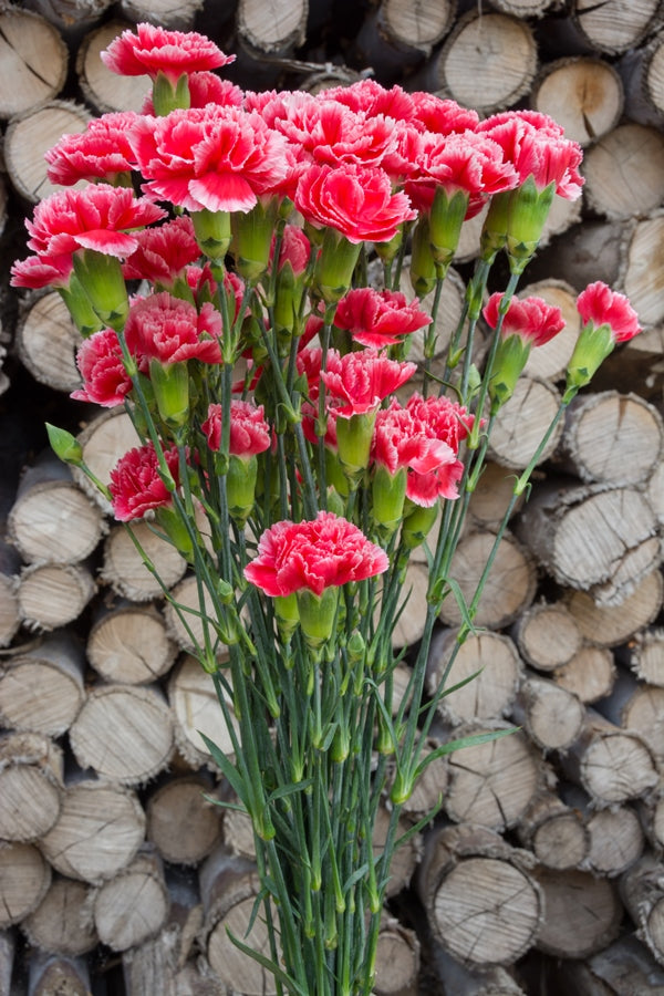 Standard Bulk Carnations