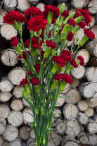 Red Mini Carnations